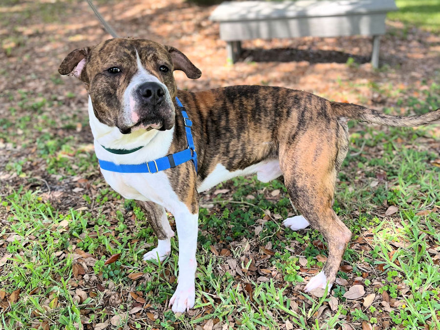 Dog for adoption Humane Society Vero Beach Florida